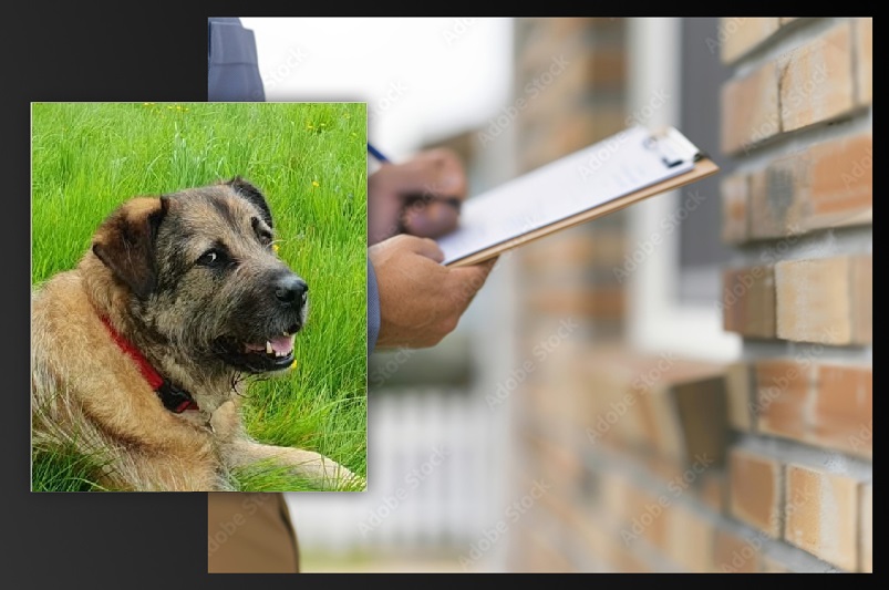 A dog lying on grass next to a person holding a clipboard in front of a brick wall.