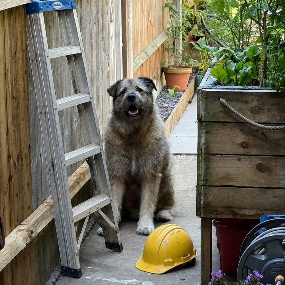 Humphrey the office dog sitting beside a ladder and a hard hat