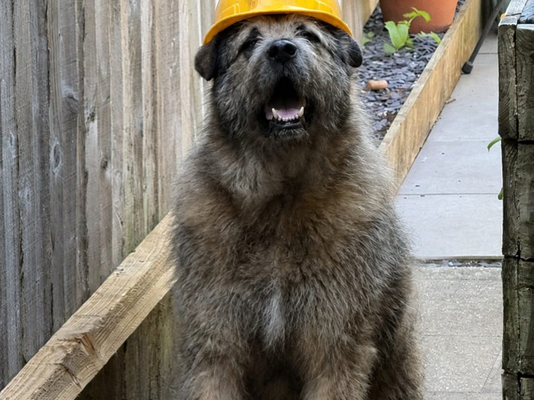 Humphrey, the Voller Surveying office dog, wearing a yellow hard hat
