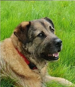 Humphrey, Health and Wellbeing Officer, lying in long grass